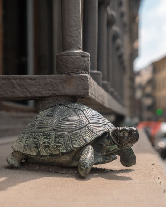 Turtles in Florence