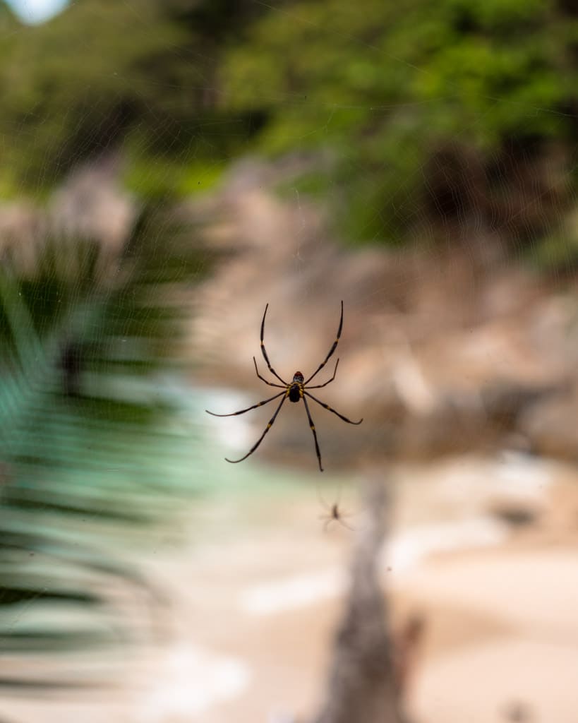 Big spider at Freedom Beach
