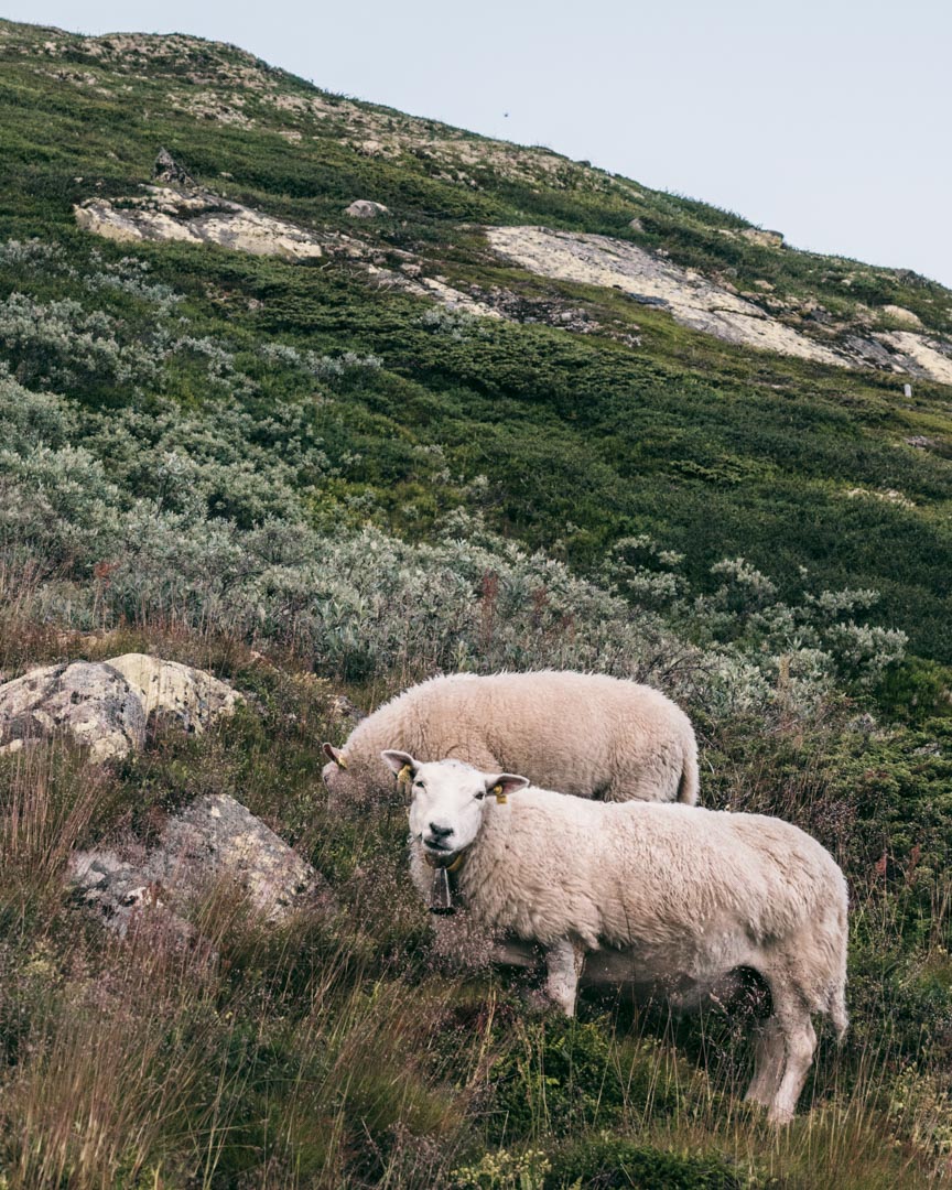 Sheep on Gaustatoppen