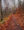 Trail Harz