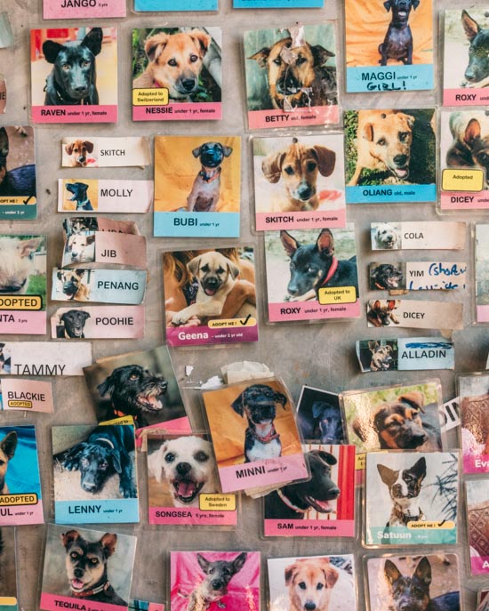Dogs that can be adopted