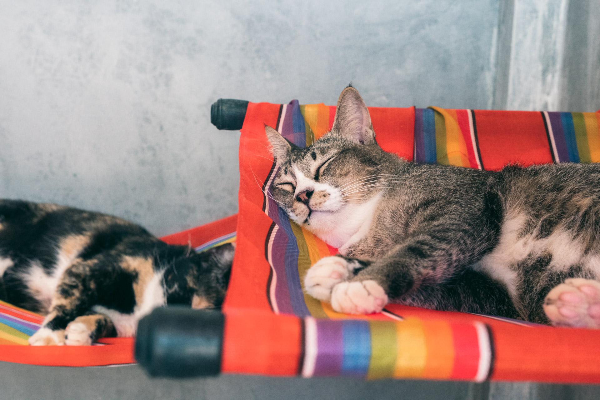 Cute cats at Lanta Animal Welfare