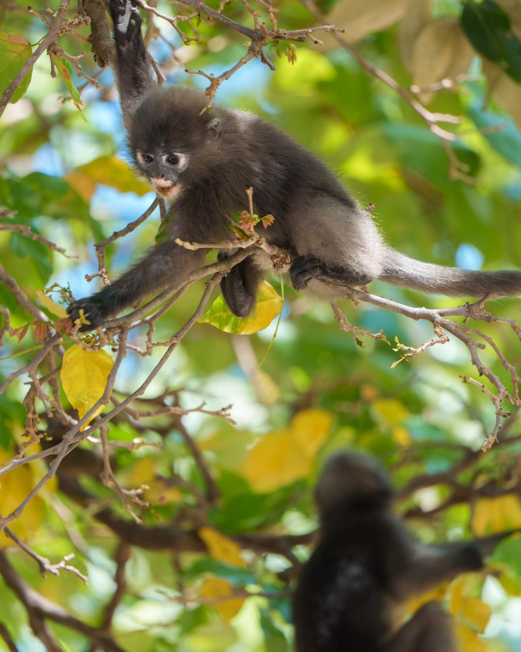 Dusky leaf monkeys in Koh Lanta