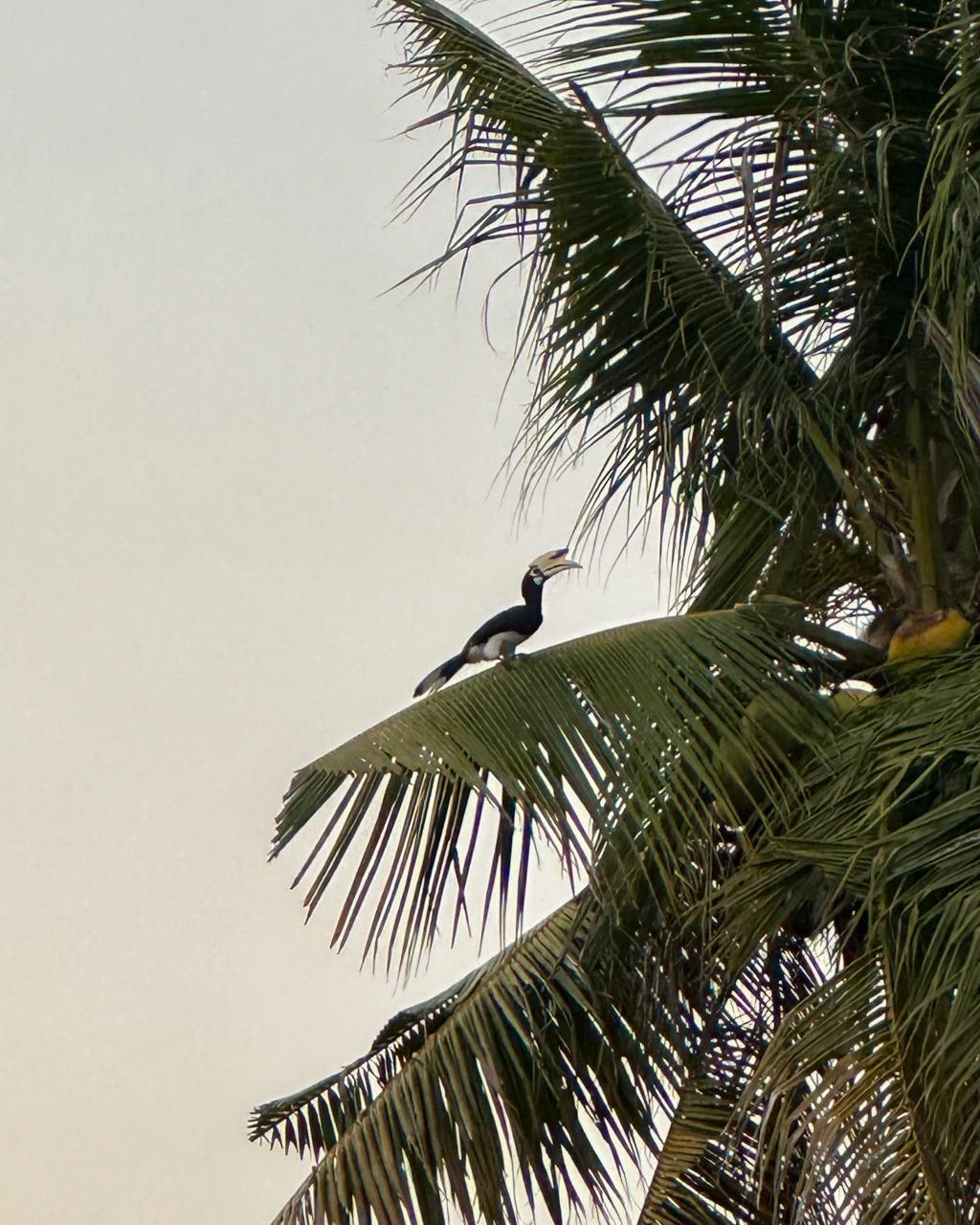 Hornbill perched on palm fronds in Koh Mook, Thailand under overcast sky.