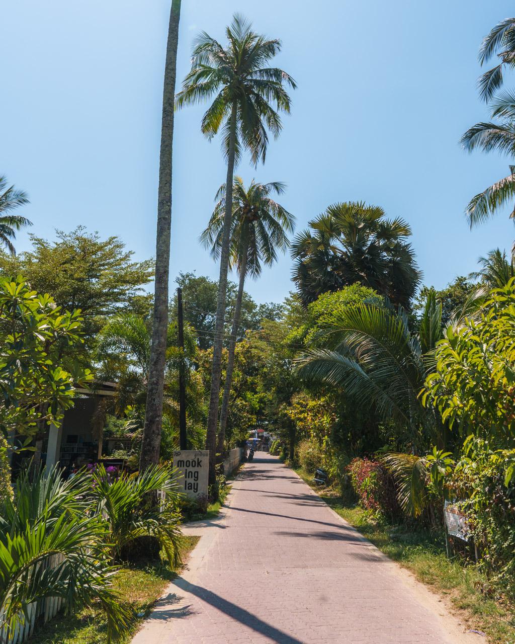 Tropical pathway lined with tall palm trees and lush green vegetation on Koh Mook island, Thailand under clear blue sky.
