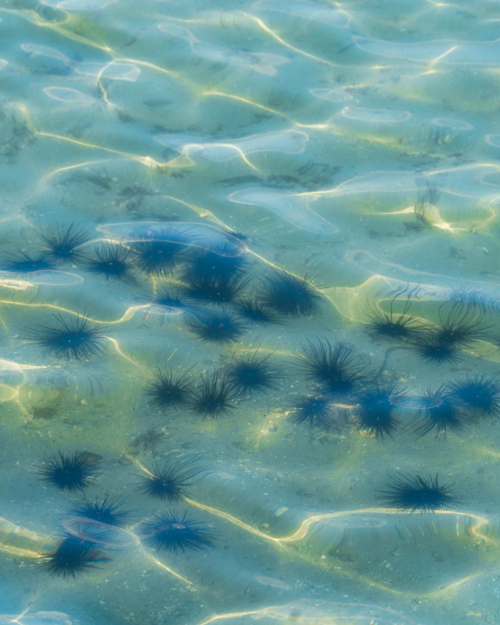 Underwater view of sea urchins on sandy seabed with sunlight filtering through turquoise water, Koh Mook, Thailand.