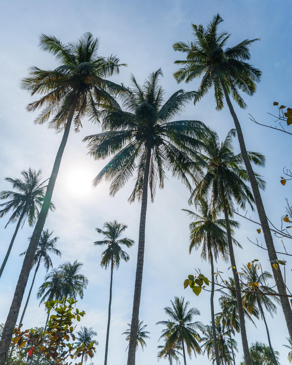 Tall coconut palm trees with green fronds shot from below against blue sky in Koh Mook, Thailand.