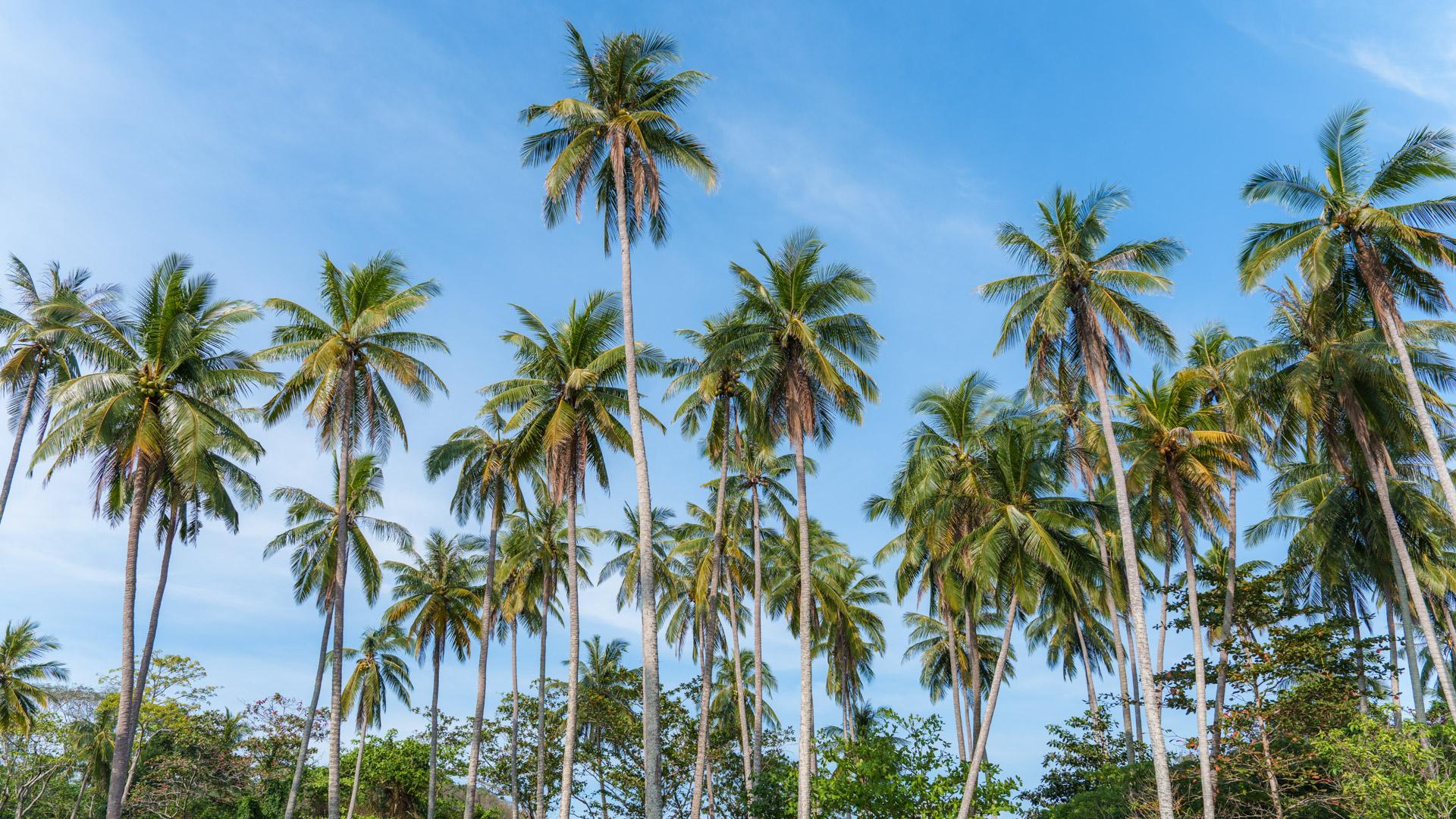 Tall palm trees with green fronds against clear blue sky on Koh Mook island, Thailand.