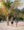 Soft sand and small tree at Malibu Beach