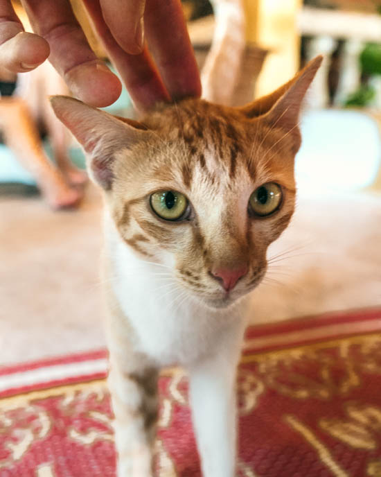 Cat on Koh Phangan
