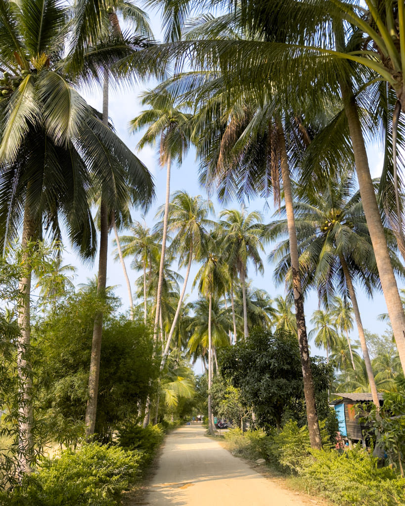 Palm tree-lined road on Koh Phangan near Chaloklum Bay