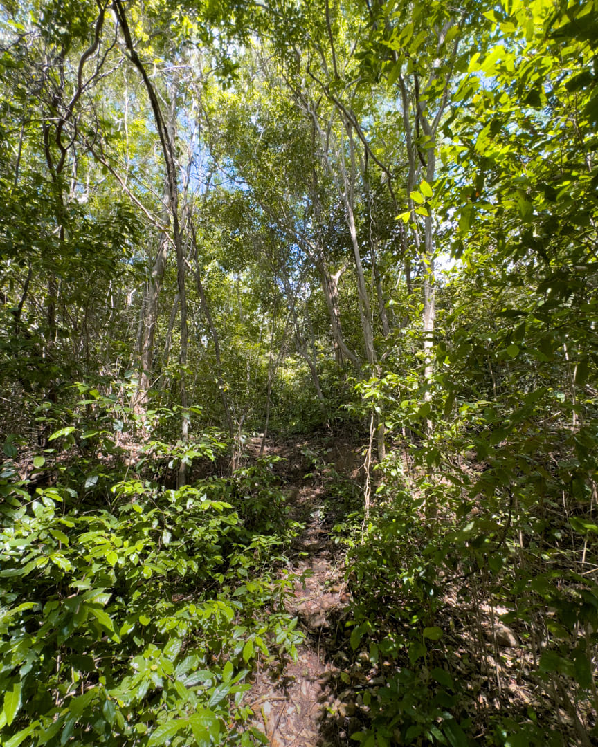 Overgrown nature trail in Koh Samet