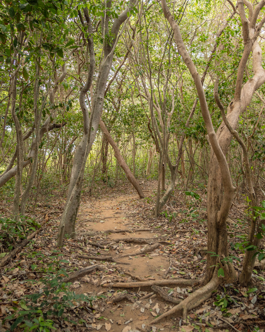 Path in the national park