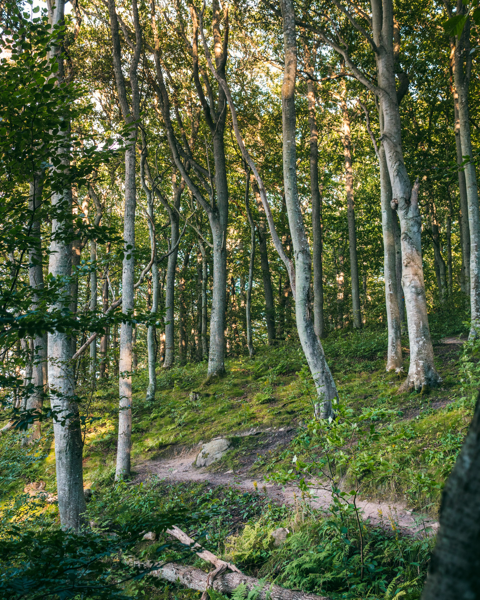 Hiking through beautiful forest to get down to Josefinelust