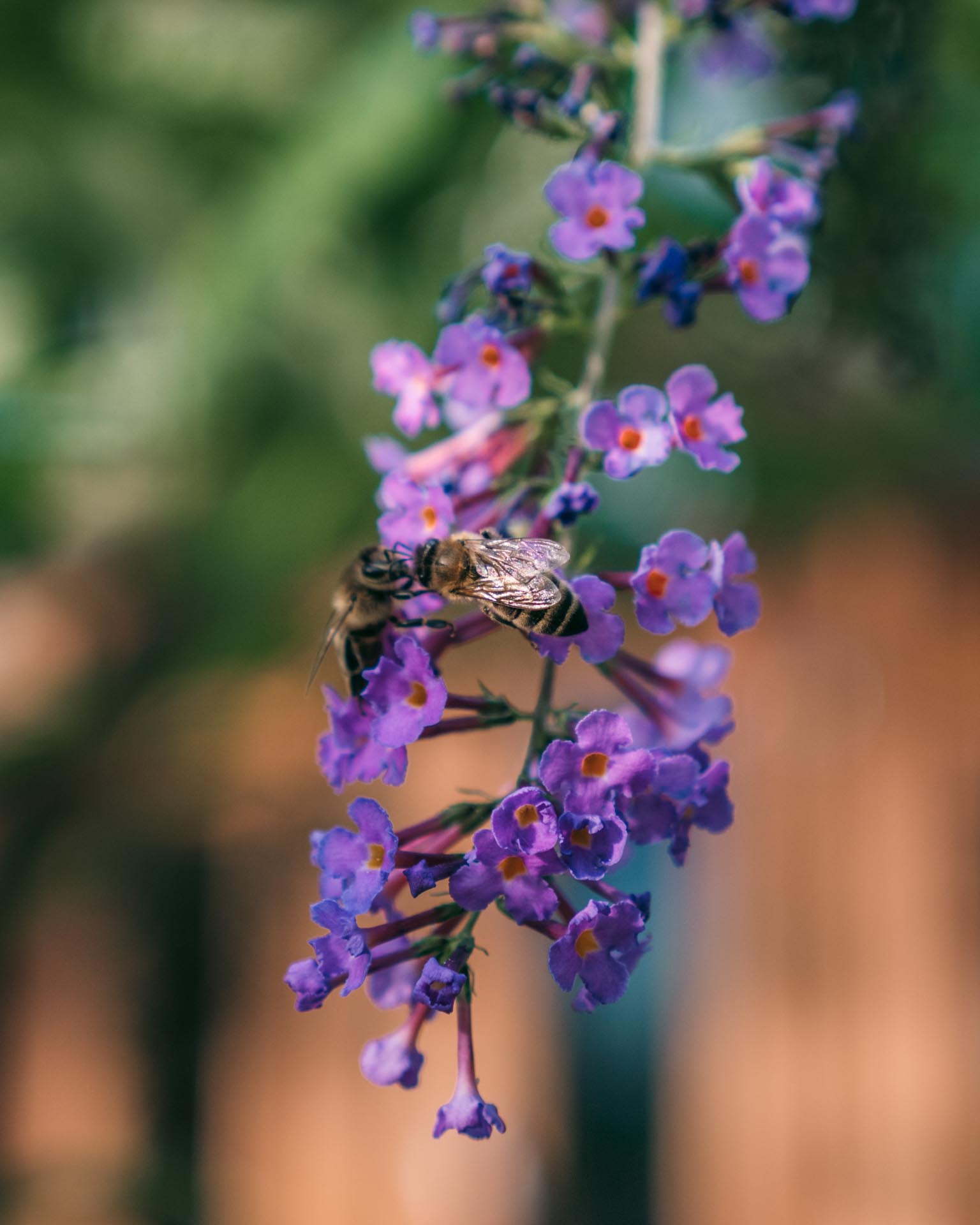 Bees on flower