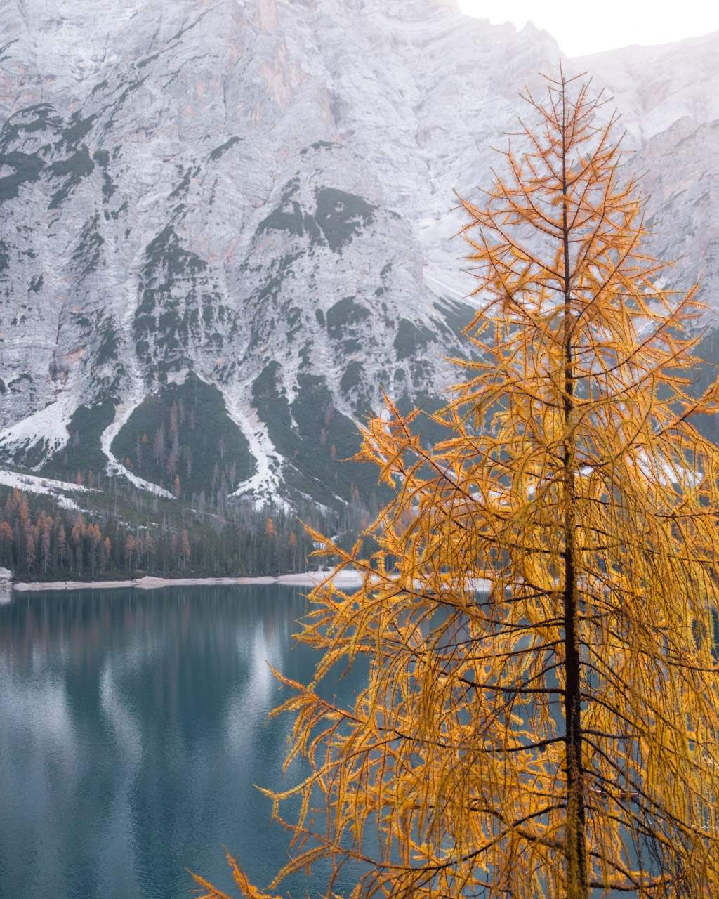 Yellow tree at Lago di Braies