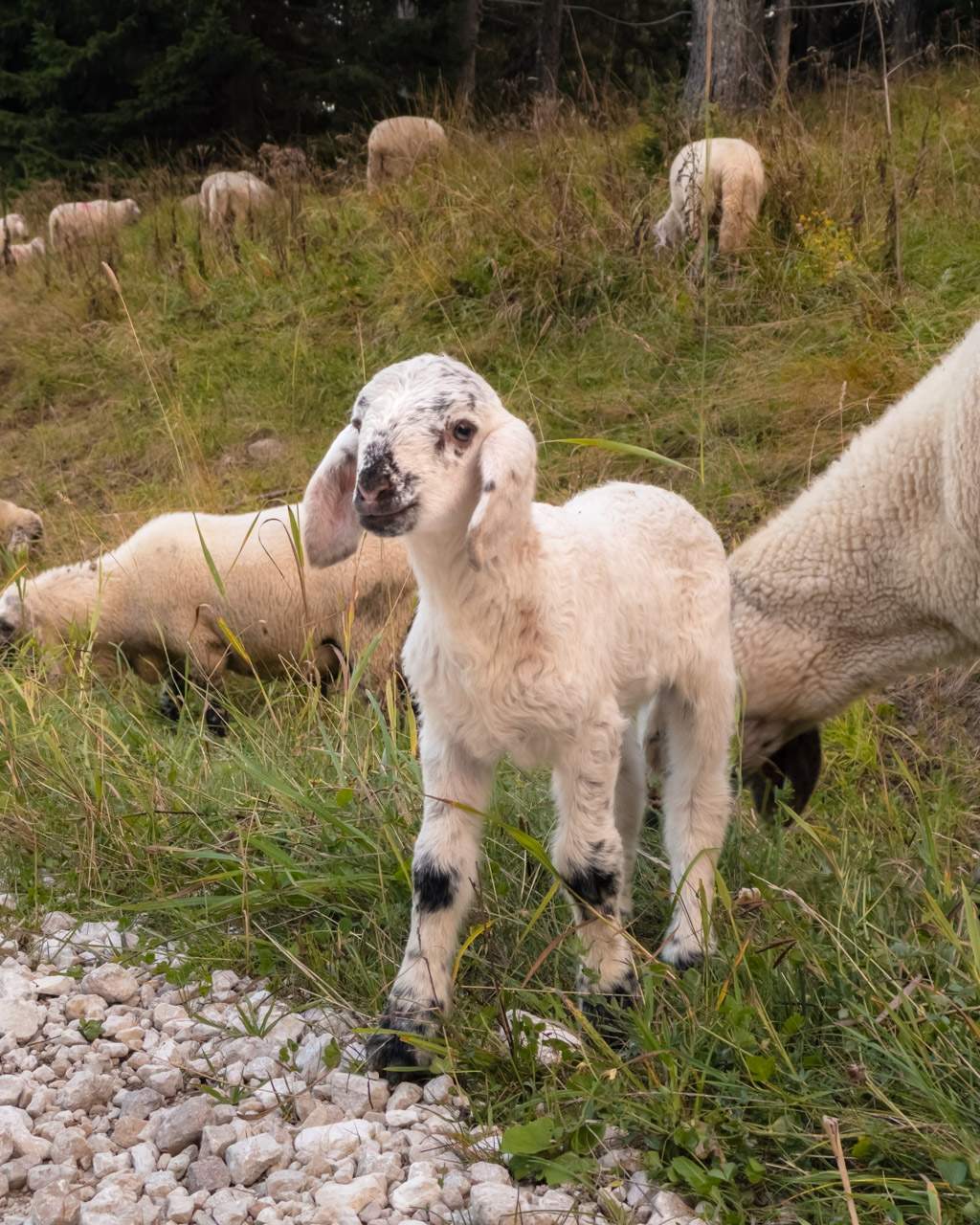 Sheep in the Dolomites