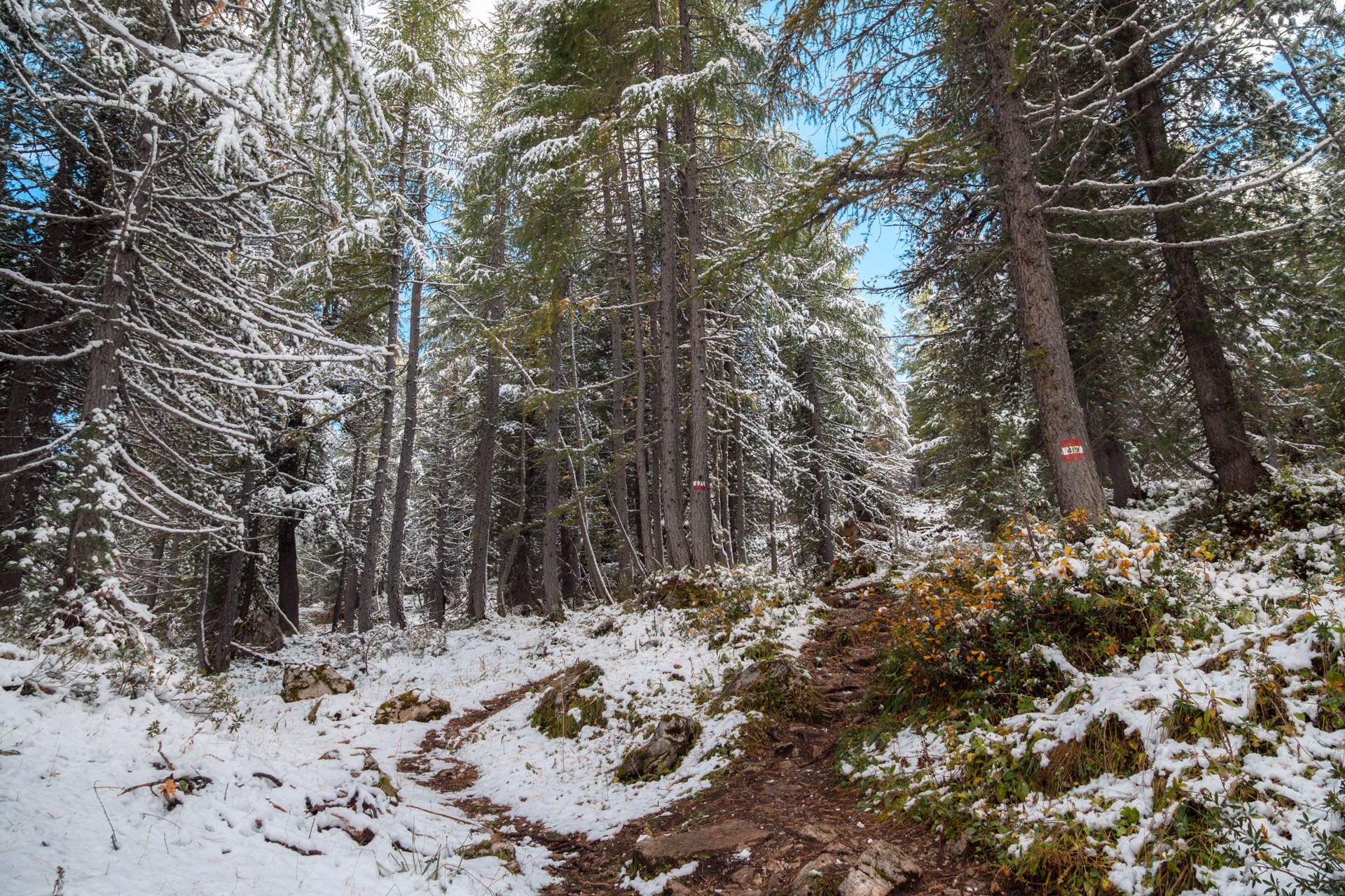 Path through forest to Lago di Limides