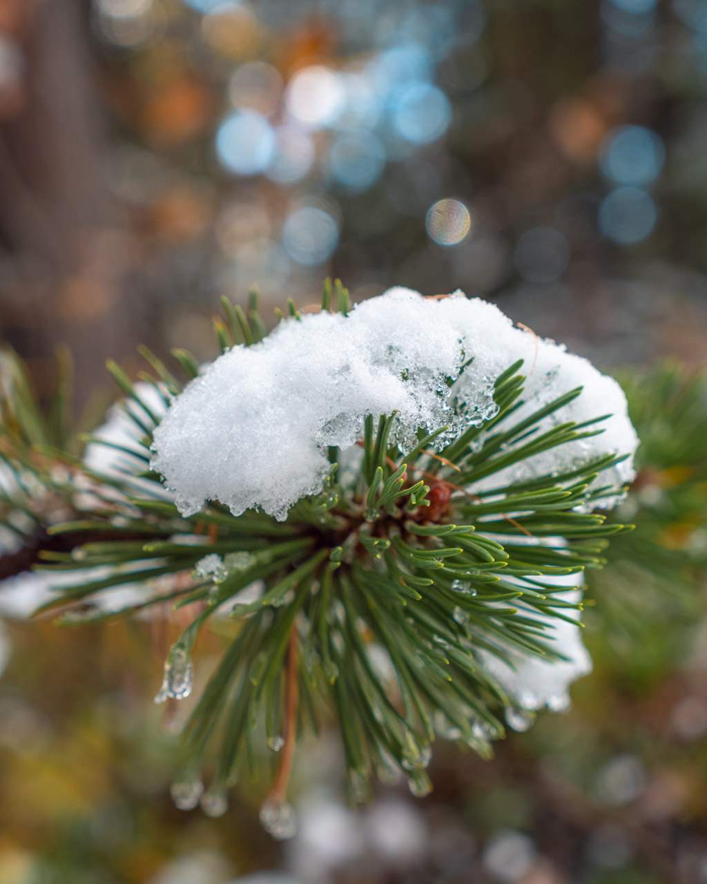 Snow on tree at Lago di Limides