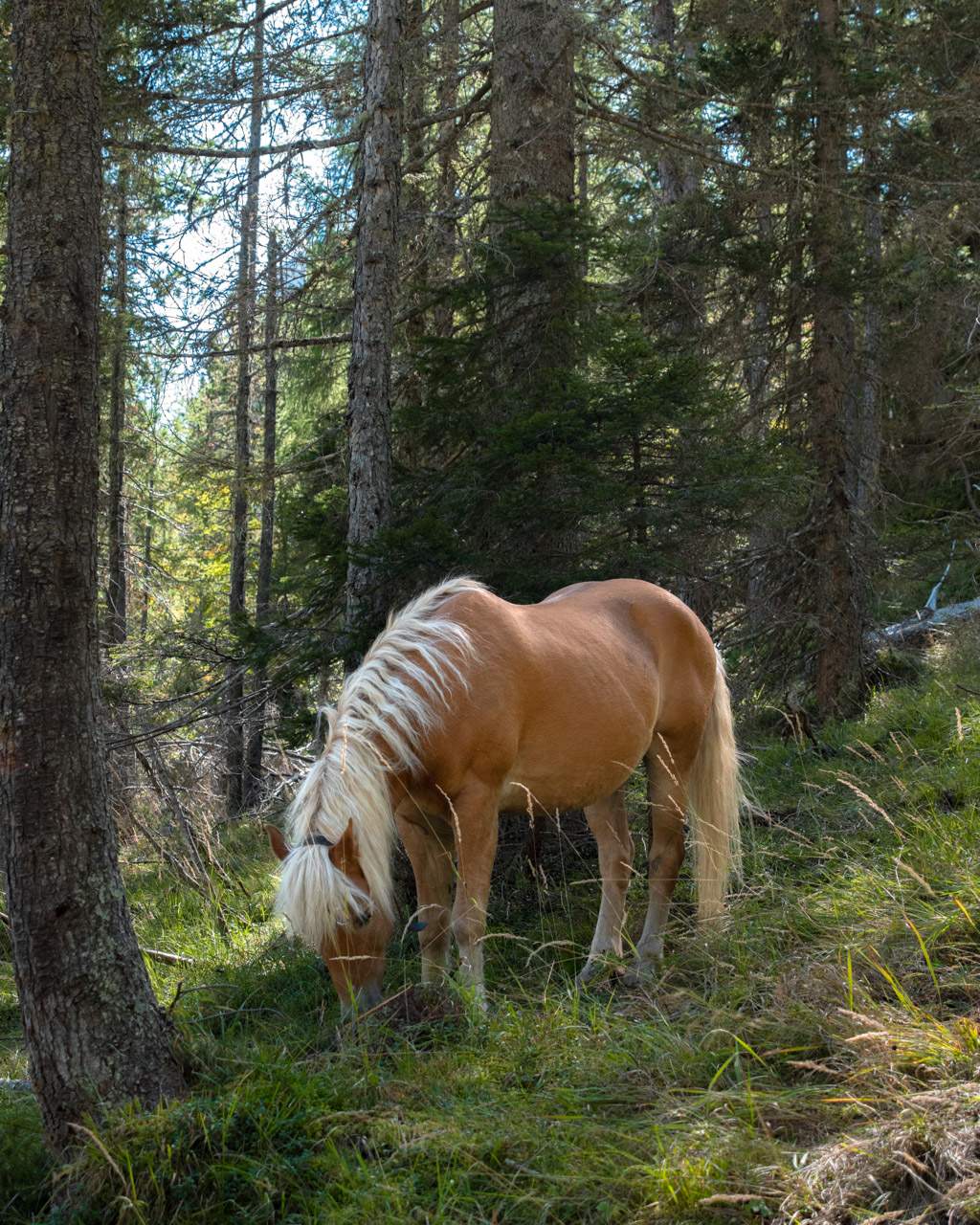 Horse in the forest