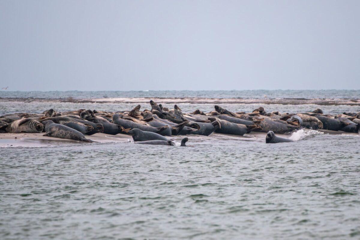Måkläppen Nature Reserve: Travel Guide to Spot Wild Seals in Southern Sweden