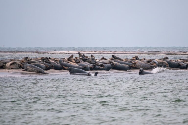 <em></noscript>Måkläppen Nature Reserve:</em> Travel Guide to Spot Wild Seals in Southern Sweden