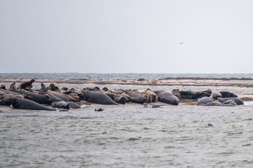  Seals at Måkläppen
