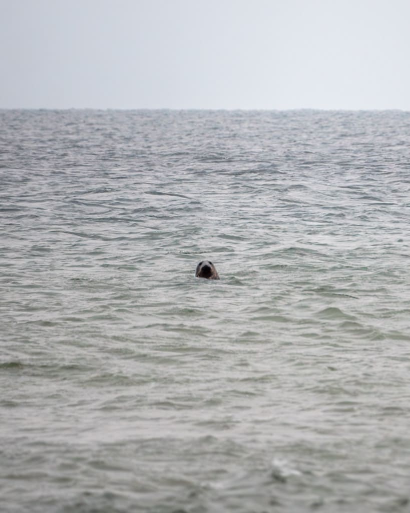  Seal looking up over the waves