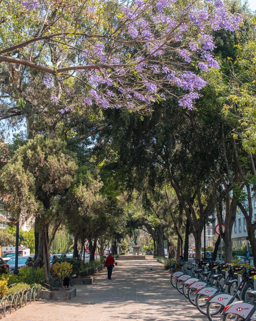 Shaded place to walk in Mexico City