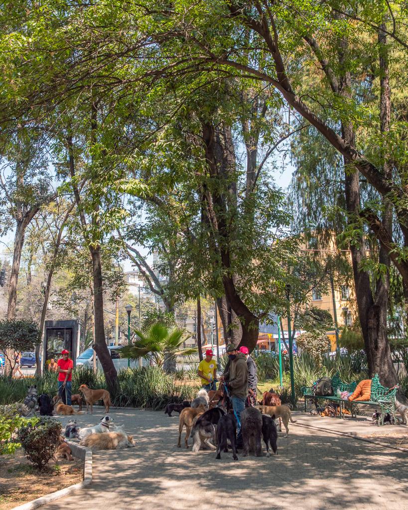 Dog walkers in Parque México