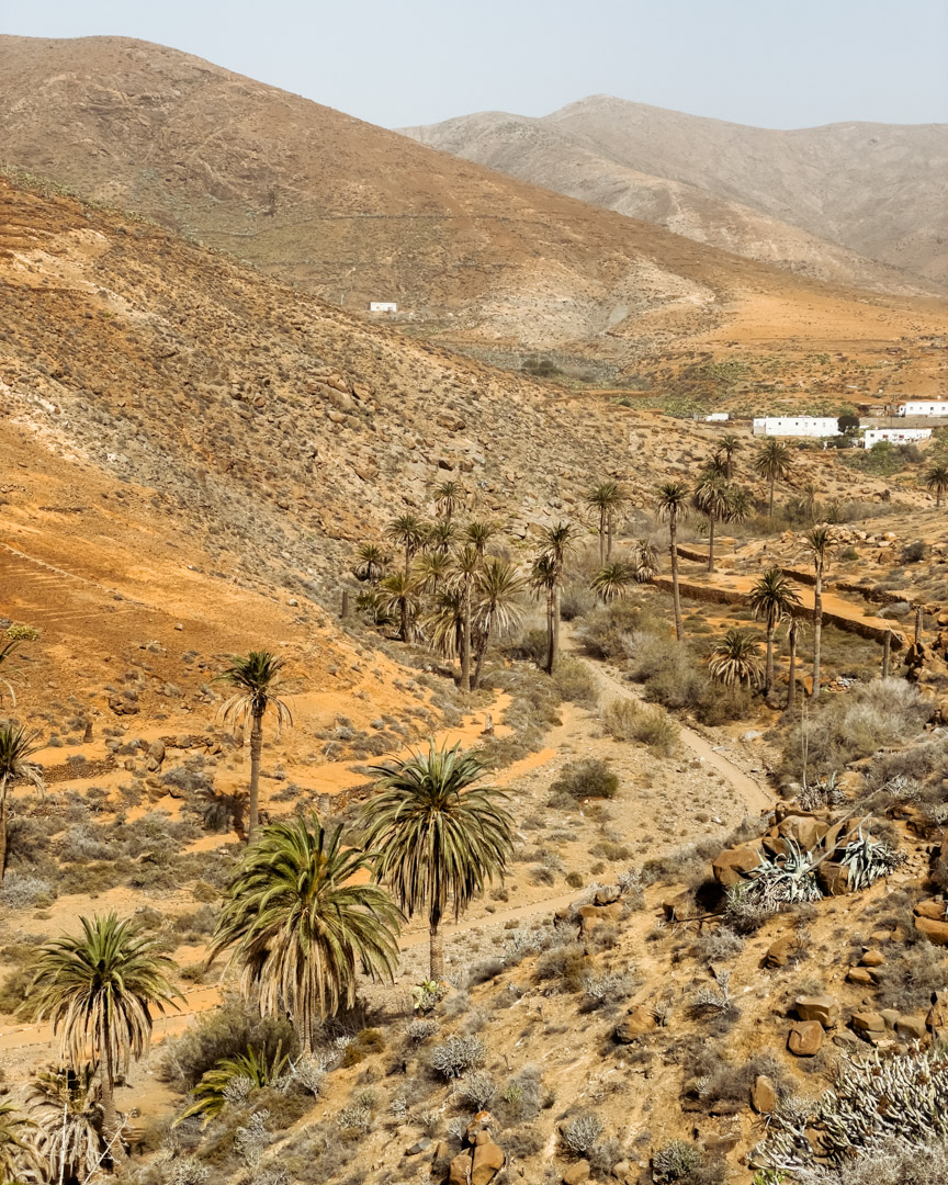 The palm trees of Vega de Río Palmas