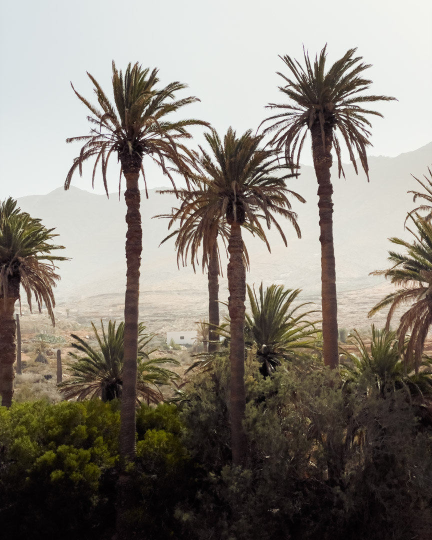 Palm trees of The palm trees of Vega de Río Palmas