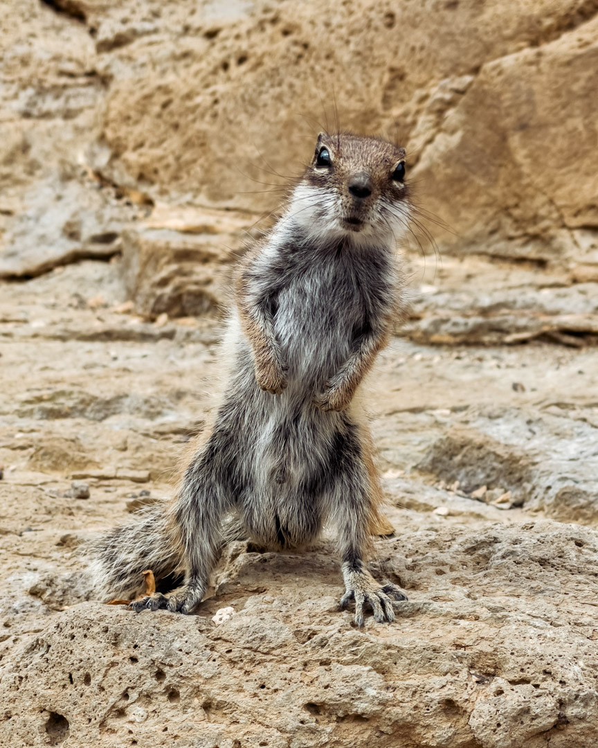 The chipmunks of Fuerteventura