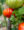 Biodynamic and veganic tomatoes