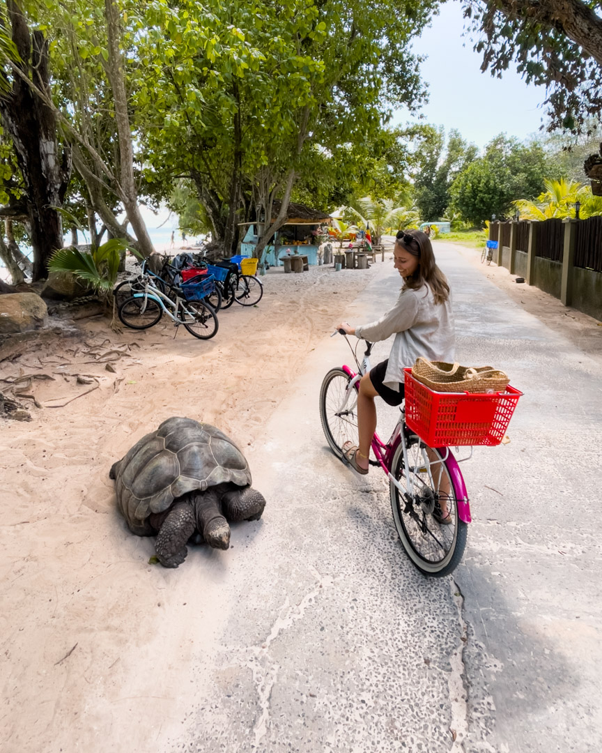 A giant tortoise on the road at Anse Severe