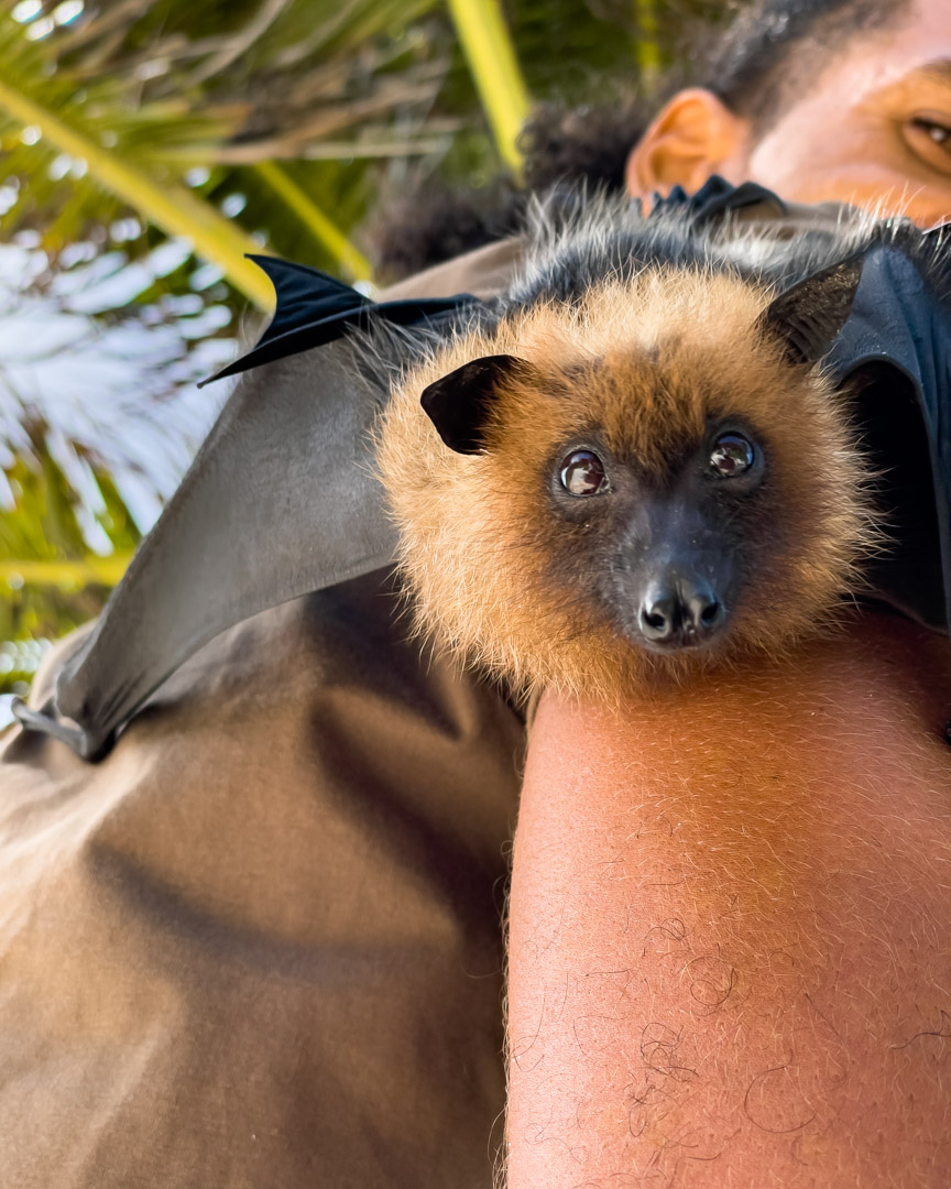 Pet fruit bat