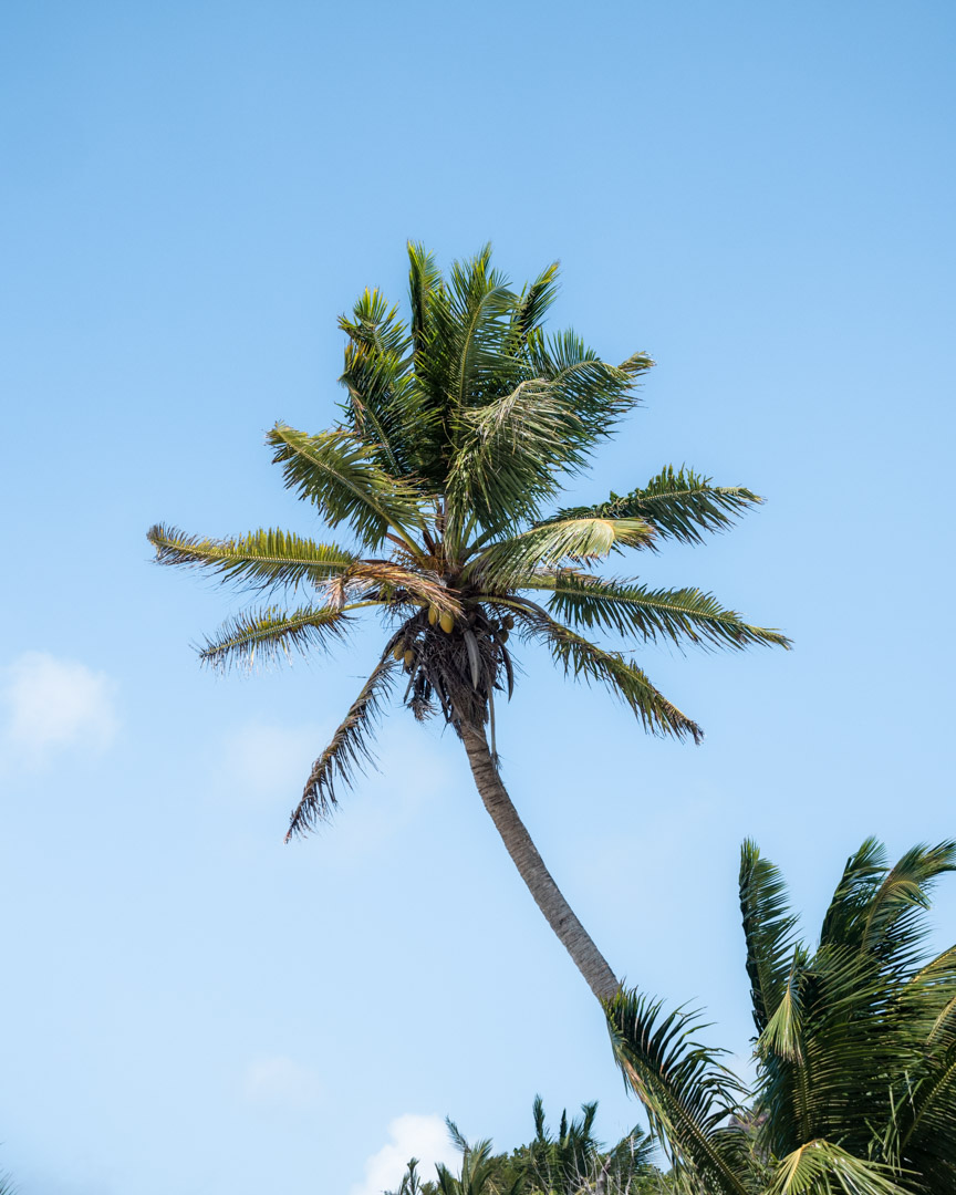 Palm tree Seychelles
