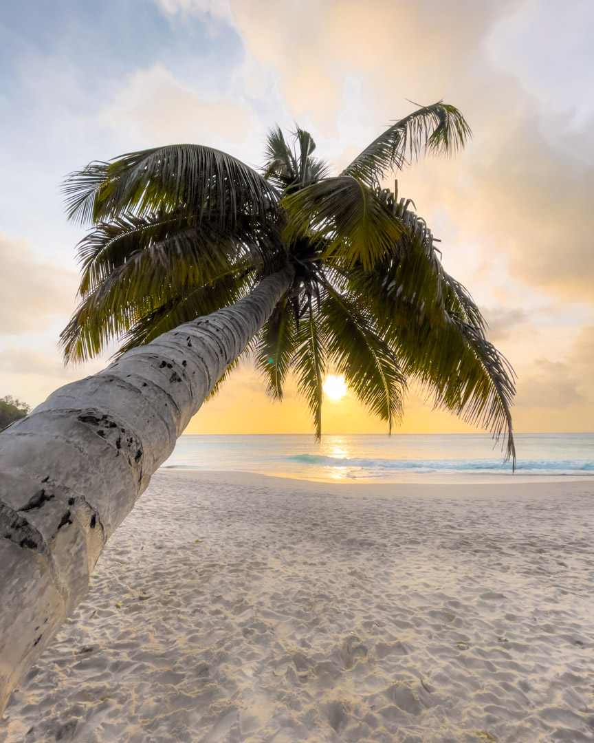 Anse Georgette palm sunset