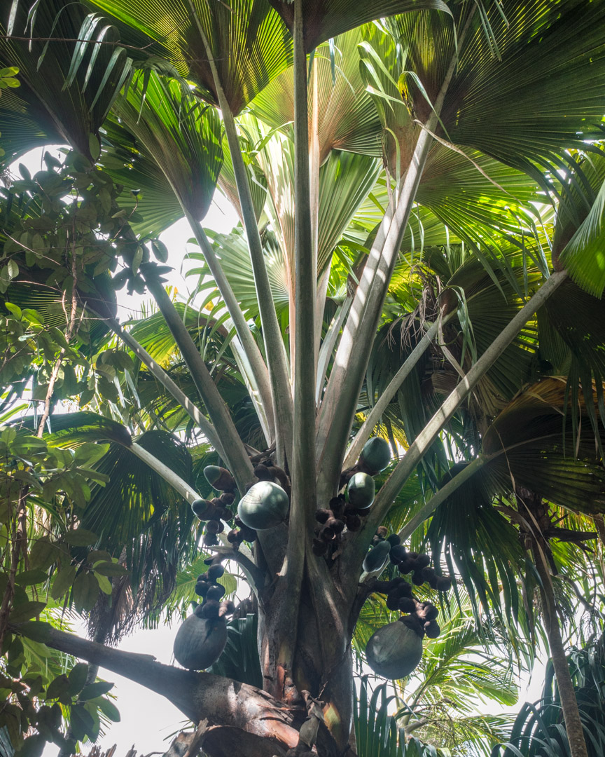 Coco de Mer palm tree