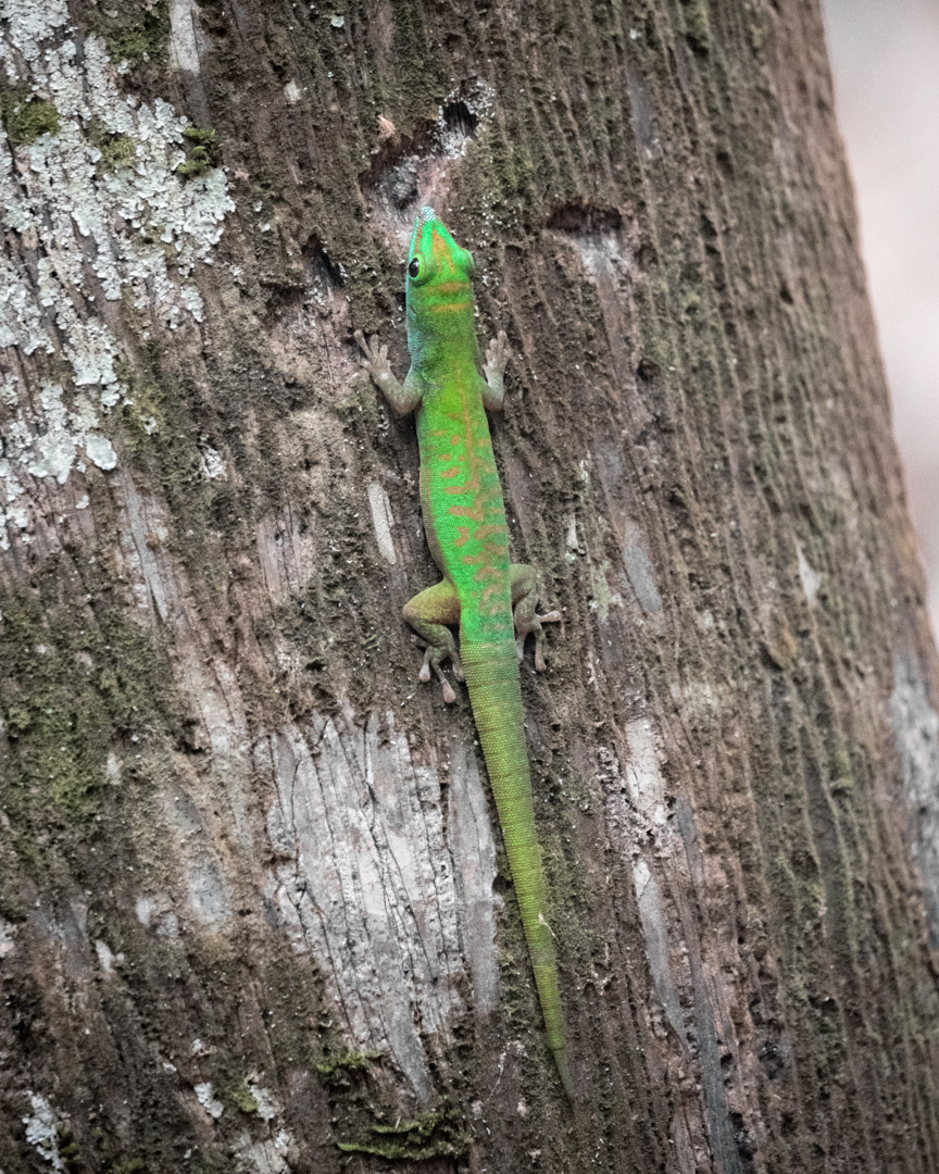Gecko in Vallée de Mai