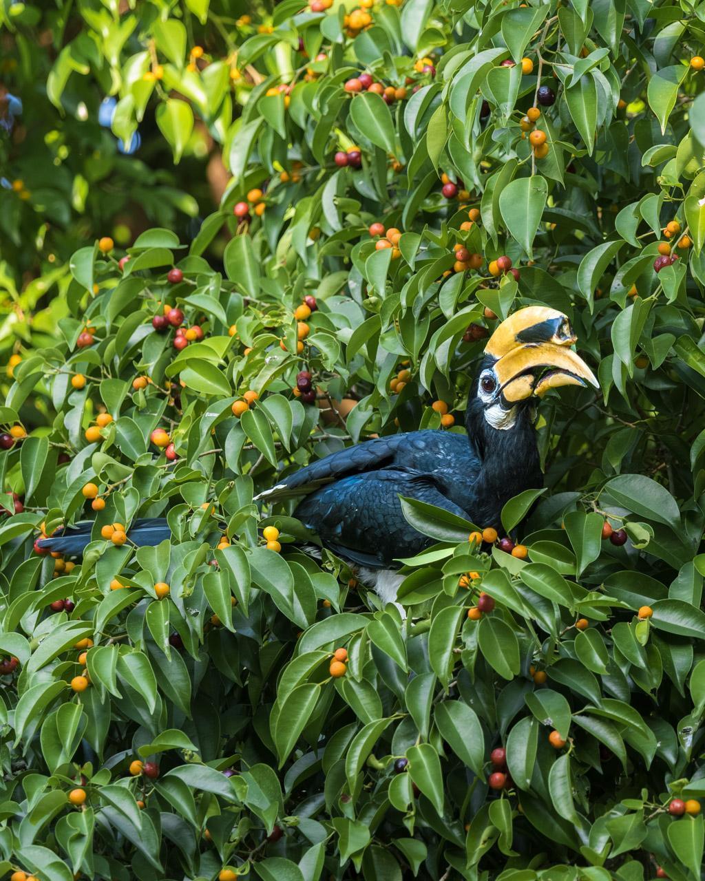Horbbill at Naka Island