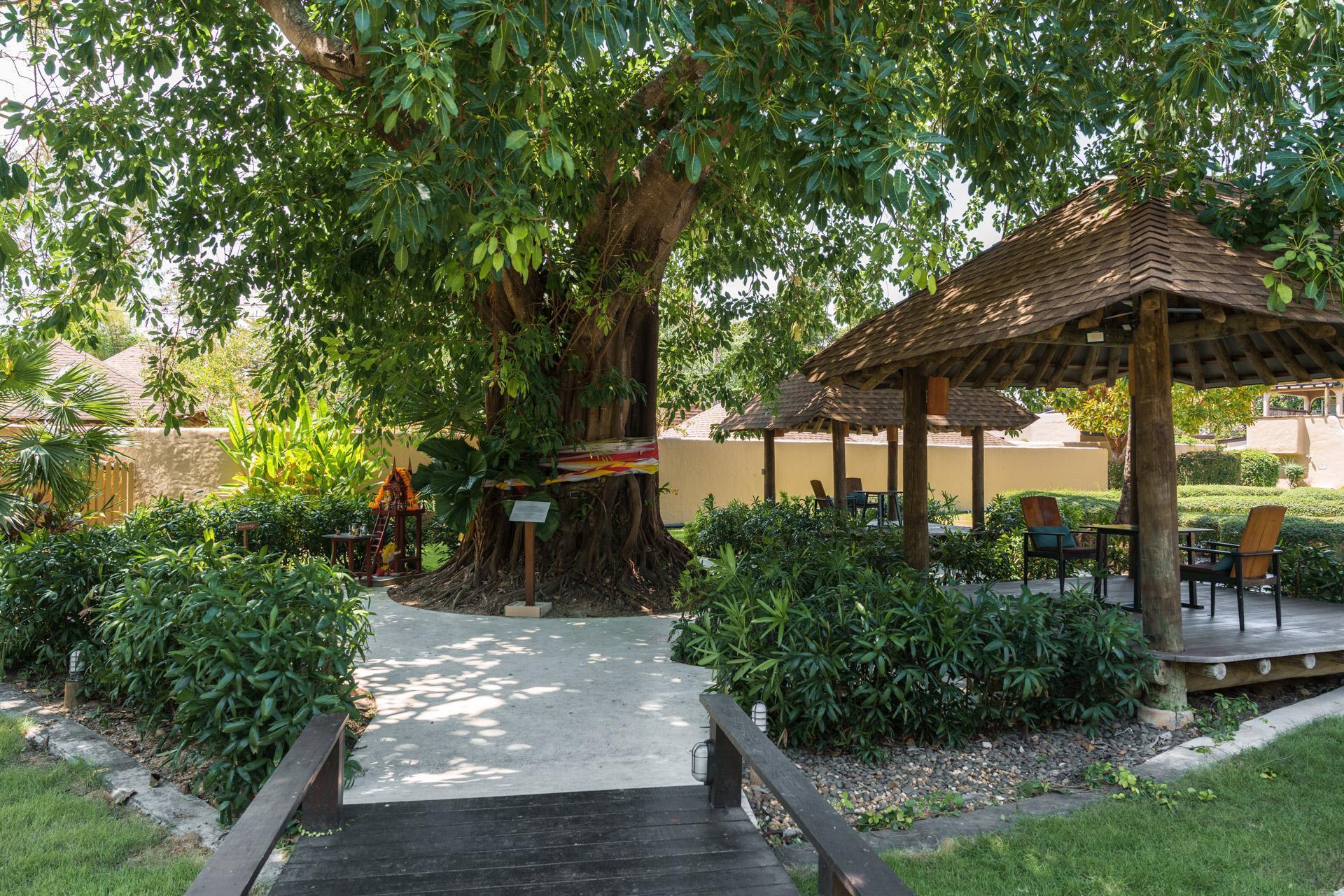 A huge banyan tree at the entrance to the spa