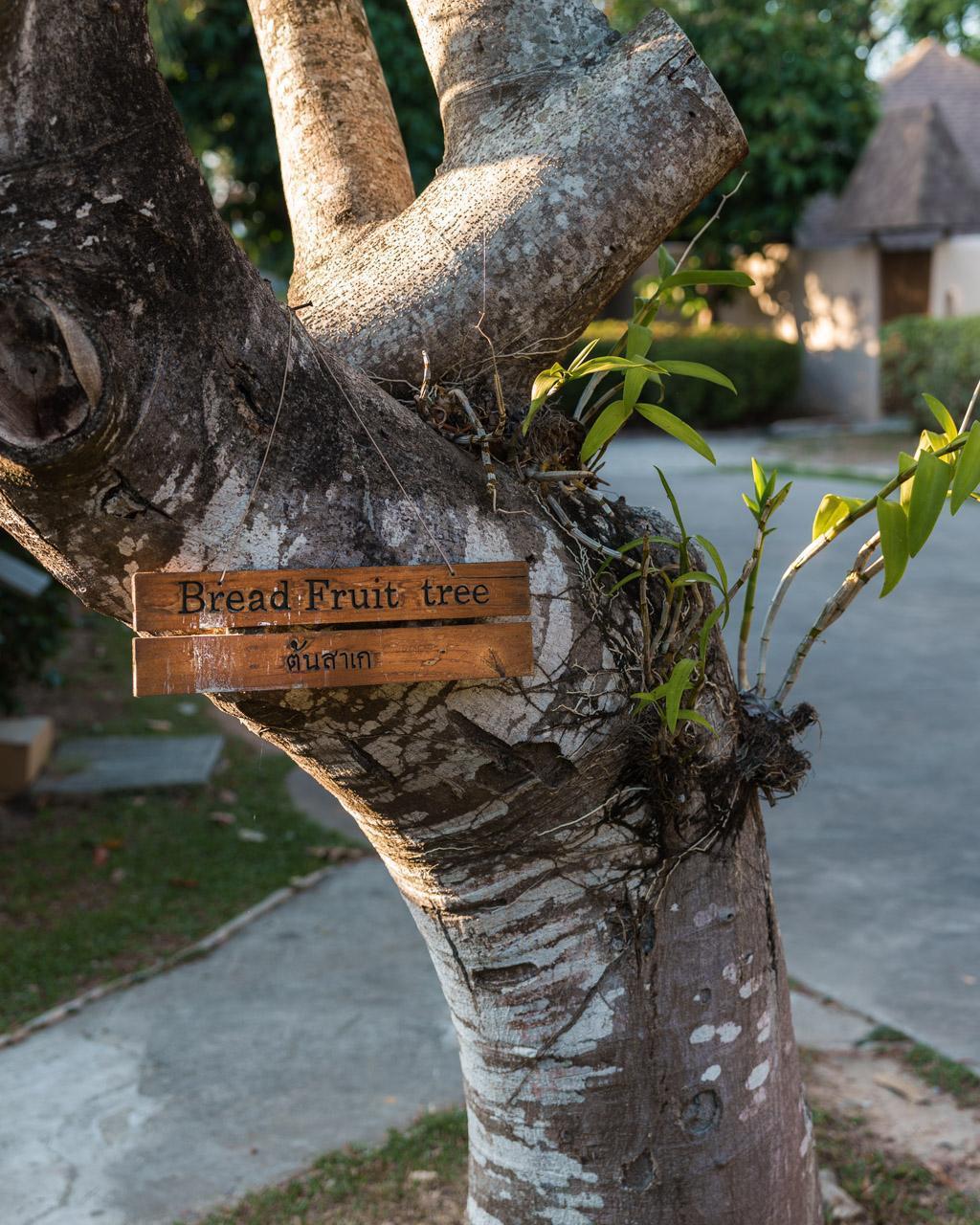 Bred fruit tree-sign on a bread fruit tree