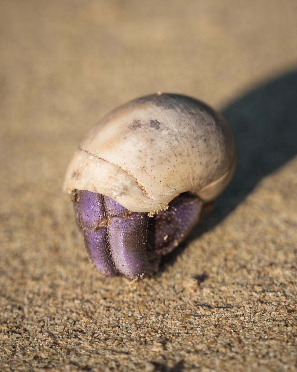 A hermit crab