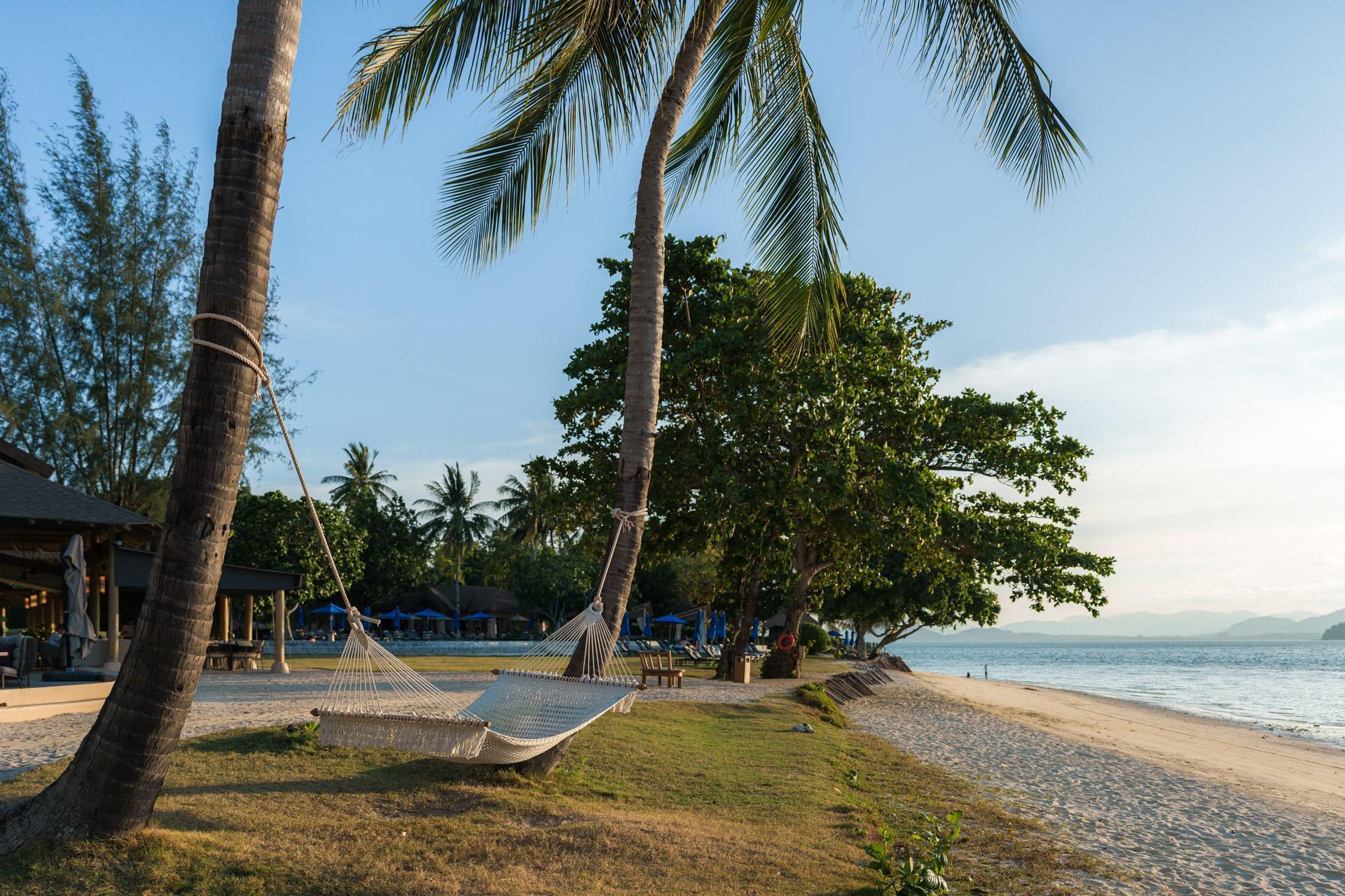 Twin palm trees with a hammock