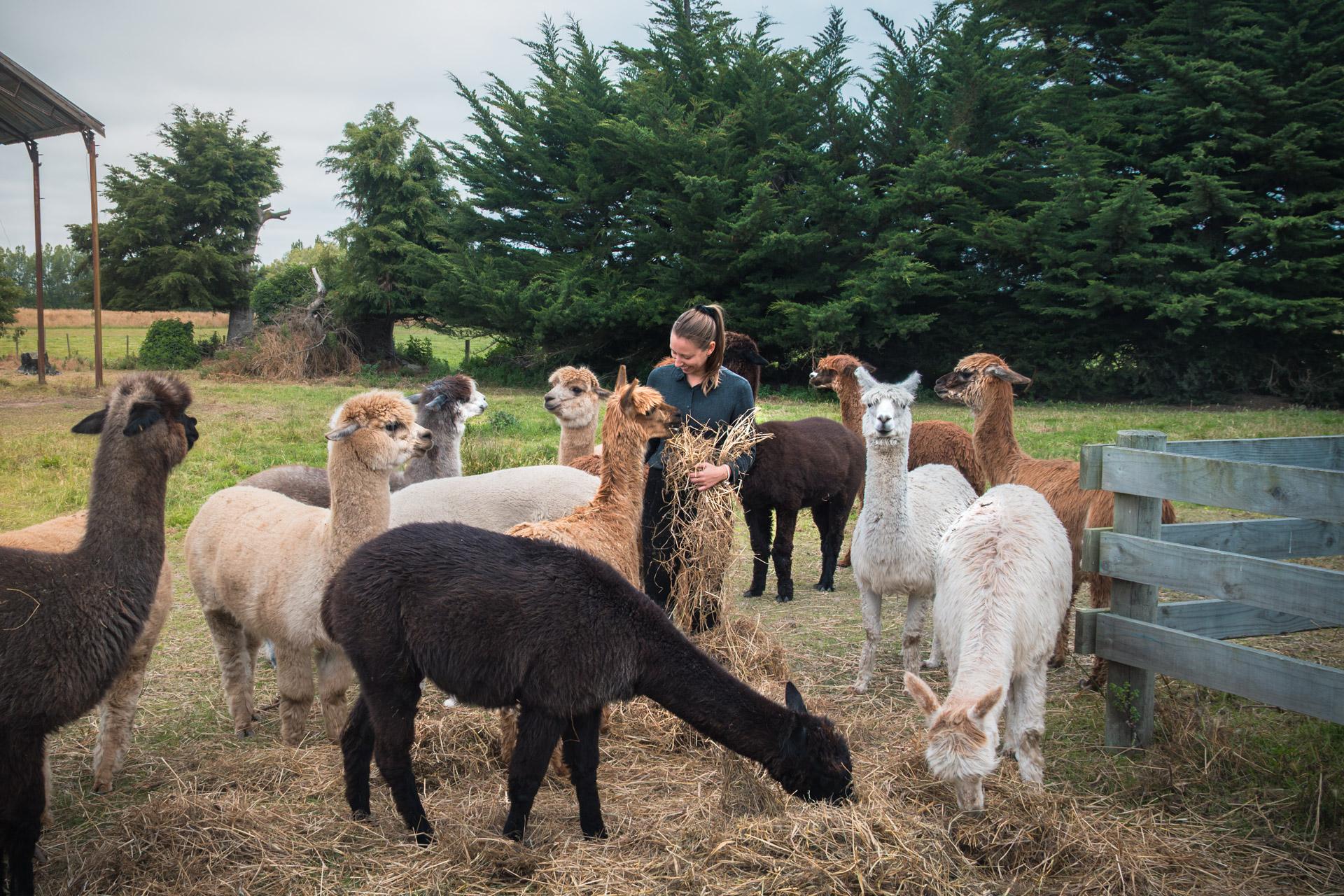 Victoria with a bunch of alpacas on a farm in New Zealand