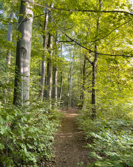 Forested path next to the lake