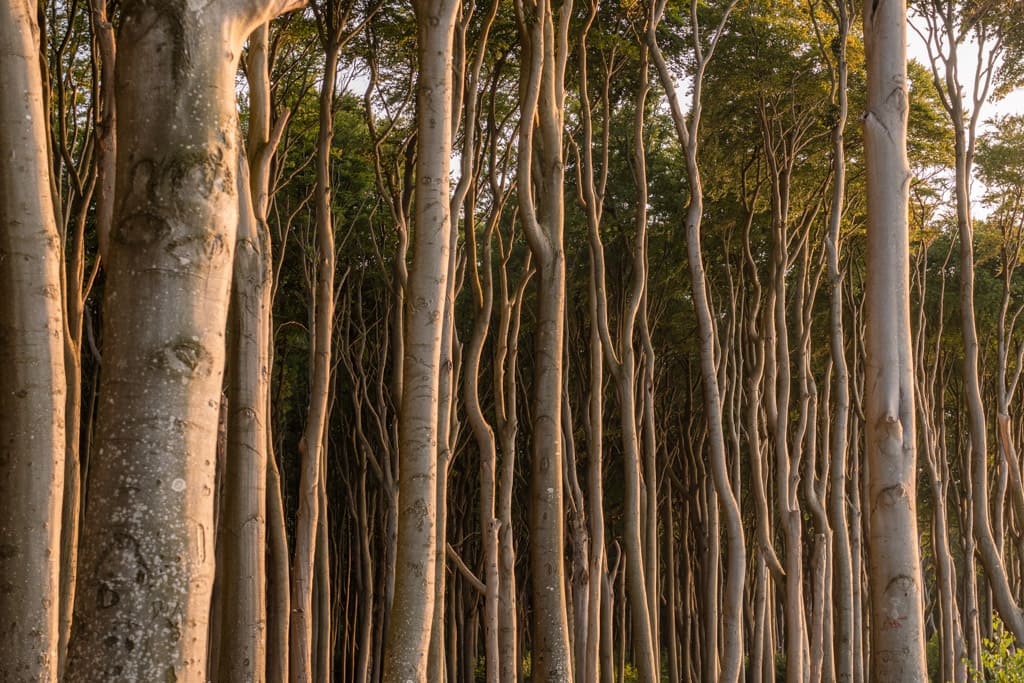 Trees in Nienhäger Holz