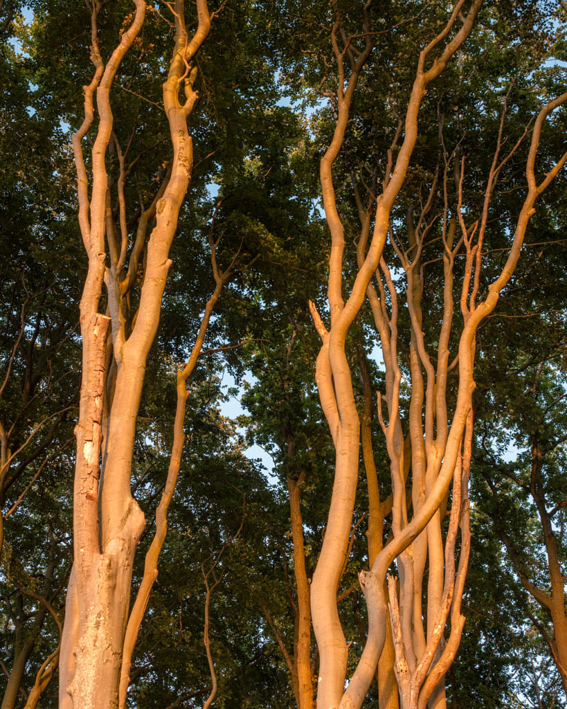 Trees in Nienhäger Holz lit up by the sunset