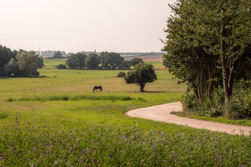 Road trip in Mecklenburg-Vorpommern road and horse in the countryside